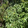 Plants: image 84 Of 86 Thumb